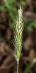 Sweet vernalgrass